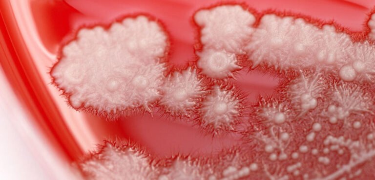 1_12099893_hires_candida_albicans_culture_vp.jpg