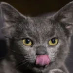 747771483bb4712c618b3bace0c279c169228e37.webp