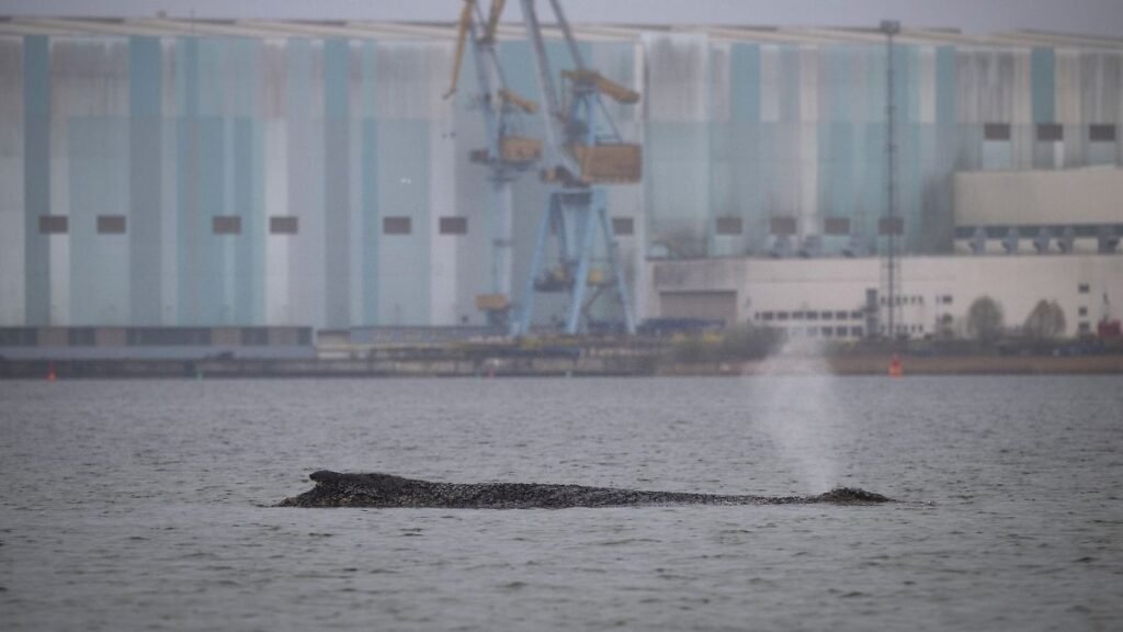 Der-Wal-liegt-auf-einer-Sandbank-in-der-Wismarer-Bucht-Der-vor-Timmendorfer-Strand-freigekommene-Buc.jpeg