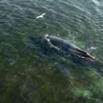 Eine-Drohnenaufnahme-herausgegeben-von-Greenpeace-zeigt-den-Buckelwal-in-der-Wismarbucht-Dem-in-der.jpeg