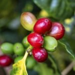 Kaffeepflanze-Arabica-Kaffee-mit-Steinfruechten-Kaffeekirschen-unterschiedlicher-Reifestadien-Coffee.jpeg