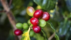 Kaffeepflanze-Arabica-Kaffee-mit-Steinfruechten-Kaffeekirschen-unterschiedlicher-Reifestadien-Coffee.jpeg