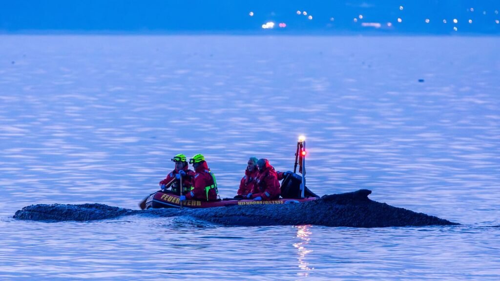 Rettungskraefte-versuchen-am-Abend-einen-an-der-Ostseekueste-gestrandeten-Wal-wieder-in-tiefes-Wasse.jpeg