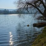 Ruhiger-See-mit-Sonnenreflexionen-im-Wasser-und-einem-Baum-am-Ufer-bei-klarem-Himmel-Faulbach-Main-S.jpeg