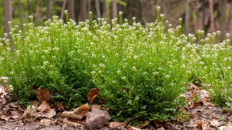 behaartes-schaumkraut-im-fruehling-die-kleinen-weissen-blueten-bringen-schon-frueh-im-jahr-erste-fri.webp