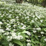 bluehender-baerlauch-im-wald-in-diesen-gruenalgen-bietet-sich-das-pfluecken-von-baerlauch-an.jpg