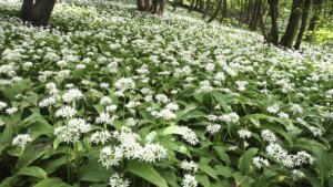 bluehender-baerlauch-im-wald-in-diesen-gruenalgen-bietet-sich-das-pfluecken-von-baerlauch-an.jpg