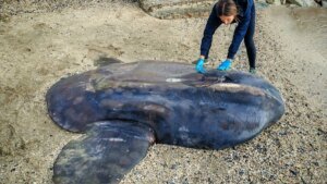 der-mondfisch-wiegt-rund-400-kilogramm-das-tier-ist-aus-bisher-ungeklaerter-ursache-gestorben.jpg