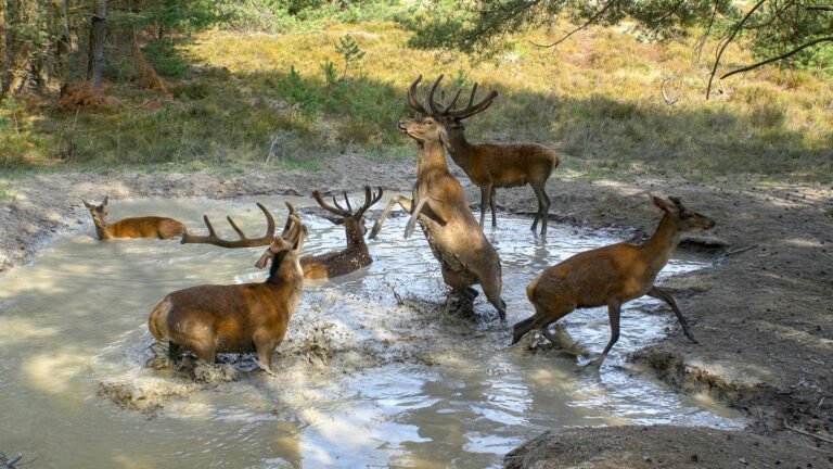 erebnis-erde-die-geheime-welt-der-tiere-1-.jpg