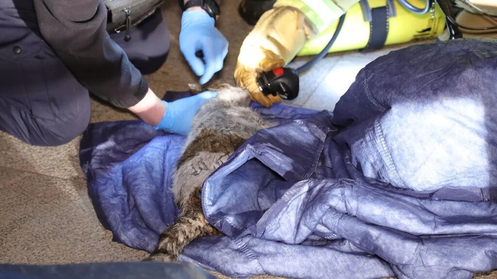foto-vom-einsatz-in-der-neustadt-eine-katze-wird-mit-frischer-atemluft-versorgt.jpg