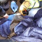 foto-vom-einsatz-in-der-neustadt-eine-katze-wird-mit-frischer-atemluft-versorgt.jpg