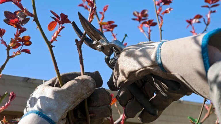 gartenarbeit-symbolbild-mit-absurden-angeboten-sind-betrueger-in-oldenburg-unterwegs.jpg