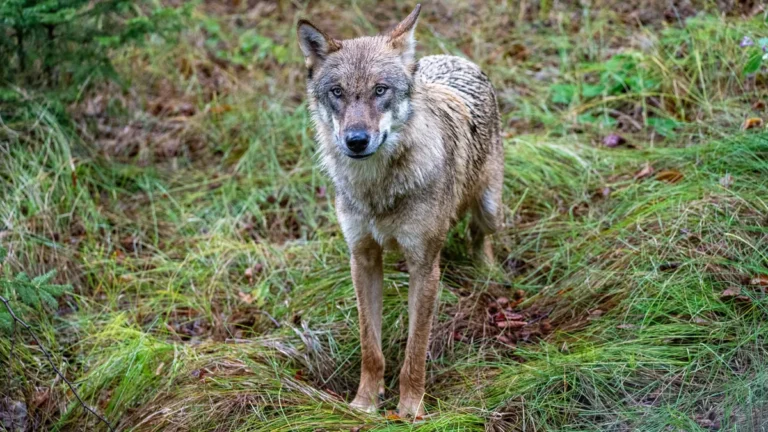 jungwolf-im-gehege-eines-nationalparkzentrums-symbolbild-in-niedersachsen-haeufen-sich-zuletzt-meldu.webp