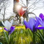 krokusse-bluehen-bei-sommerlichem-februar-wetter-an-der-hamburger-aussenalster-27-022019-hamburg-ham.webp