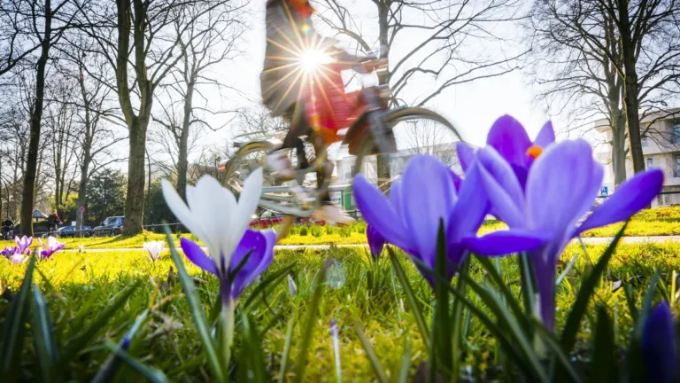krokusse-bluehen-bei-sommerlichem-februar-wetter-an-der-hamburger-aussenalster-27-022019-hamburg-ham.webp