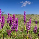 maennliches-knabenkraut-manns-knabenkraut-mannsknabenkraut-orchis-mascula-bluehende-gruppe-in-der-st.webp