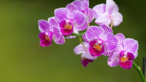 orchideen-mit-der-richtigen-pflege-bluehen-orchideen-besonders-ueppig-dazu-zaehlt-unter-anderem-eine.webp