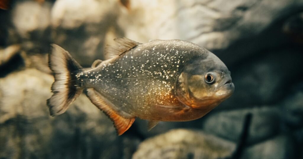 piranha.jpg