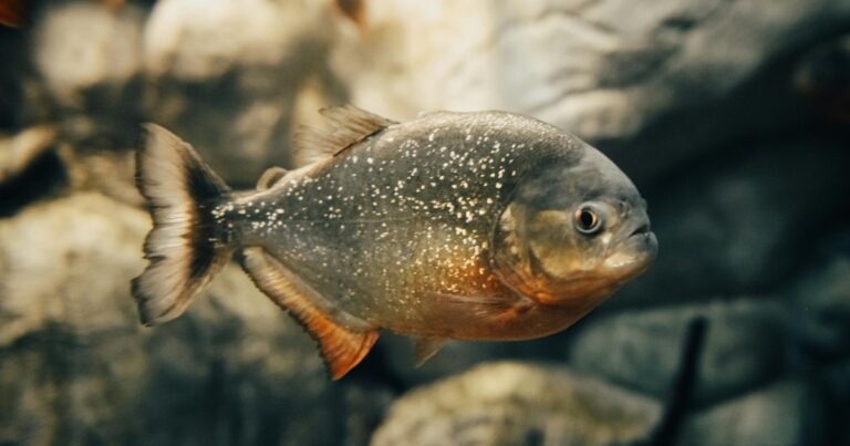 piranha.jpg