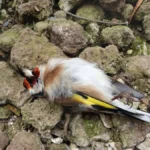 stieglitz-distelfink-carduelis-carduelis-toter-vogel-am-boden-vogelschlag-deutschland-nordrhein-west.webp