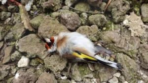 stieglitz-distelfink-carduelis-carduelis-toter-vogel-am-boden-vogelschlag-deutschland-nordrhein-west.webp