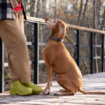 unrecognizable-woman-walking-attentive-dog-in-autumn-park-pet-waiting-snacks-games-from-pet-sitter-u.webp