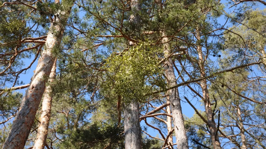 viscum-album-mistel-mistletoe-viscum-album-mistel-mistletoe-auf-waldkiefer-copyright-xzoonar-com-pet.webp