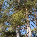 viscum-album-mistel-mistletoe-viscum-album-mistel-mistletoe-auf-waldkiefer-copyright-xzoonar-com-pet.webp