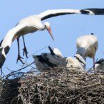 weissstoerche-verweilen-mit-ihrem-nachwuchs-auf-einem-storchennest.jpg