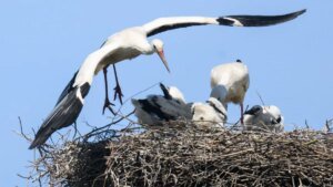 weissstoerche-verweilen-mit-ihrem-nachwuchs-auf-einem-storchennest.jpg