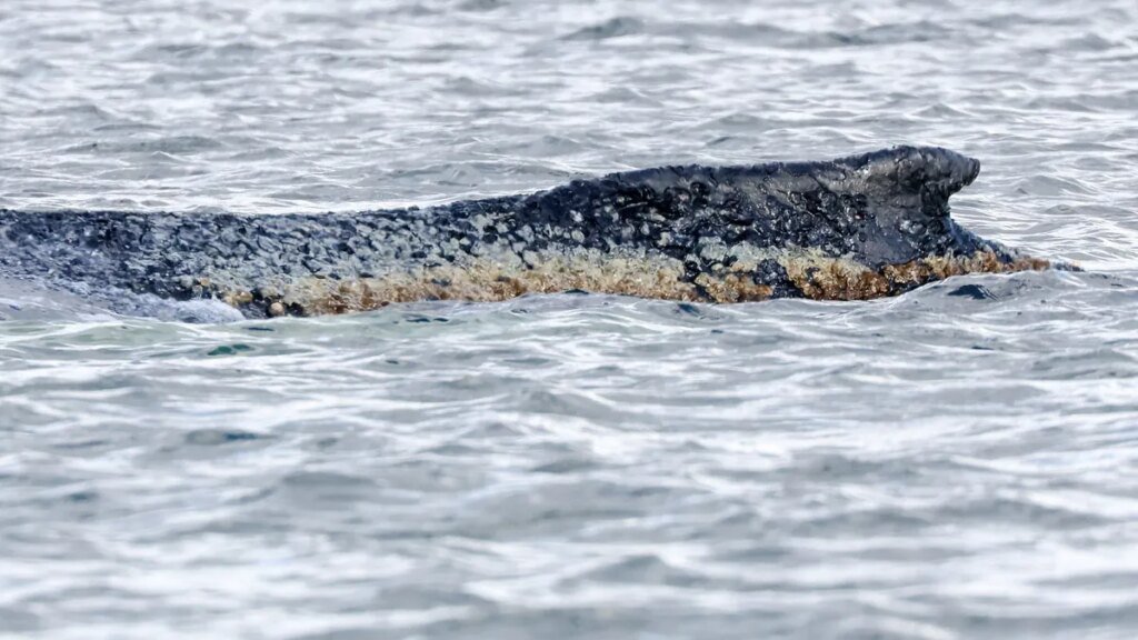 die-haut-des-buckelwals-ist-geschaedigt-archivbild.jpg
