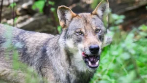 die-polizei-geht-davon-aus-dass-es-sich-bei-dem-eingefangenen-wolf-um-ein-zuvor-in-blankenese-gesich.webp