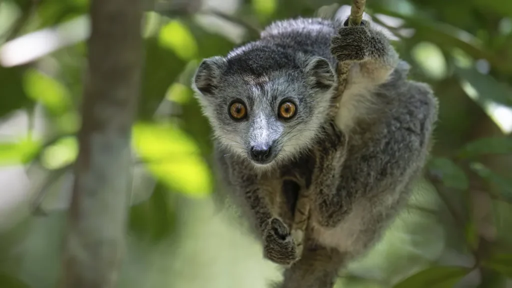 ein-lemur-kronenmaki-sitzt-im-nordwesten-von-madagaskar-in-einem-baum-seine-existenz-brachte-einen-b.webp