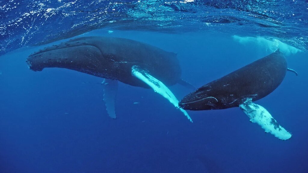 eine-buckelwalmutter-mit-kalb-was-wissen-sie-ueber-die-meeressaeuger.jpg
