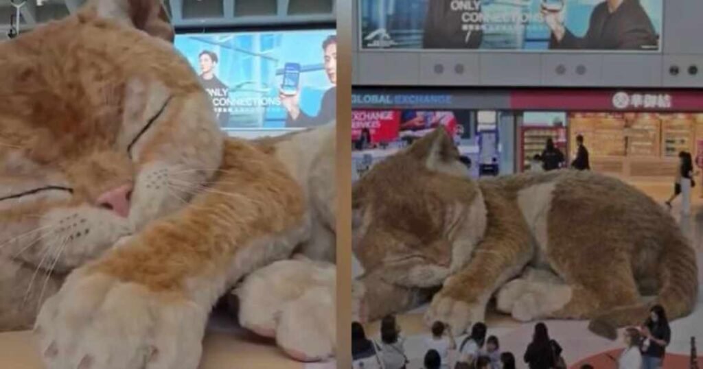 gatto_hong_kong.jpg