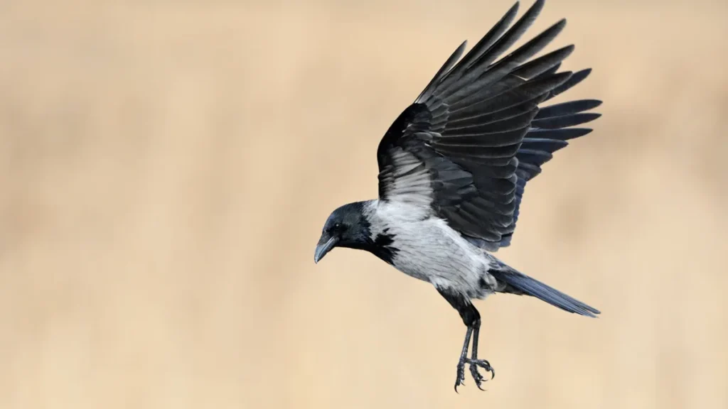 im-anflug-nebelkraehe-corvus-cornix-im-flug-fliegend-wegen-ihrer-grauschwarzen-faerbung-unverwechsel.webp