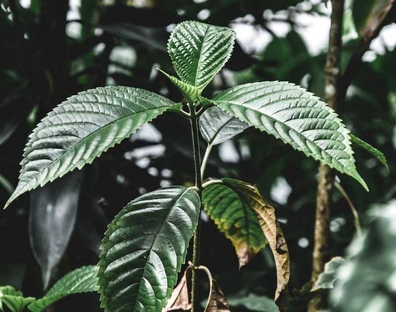 kratom.jpeg