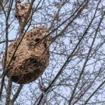 nest-der-asiatischen-hornisse-symbolfoto-die-art-hat-sich-in-nrw-zuletzt-ausgebreitet.jpg