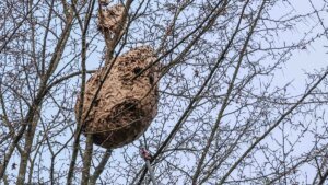 nest-der-asiatischen-hornisse-symbolfoto-die-art-hat-sich-in-nrw-zuletzt-ausgebreitet.jpg