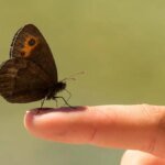 schmetterling-insekten-brauchen-nicht-nur-nahrung-sondern-auch-wasser-zum-ueberleben.jpg