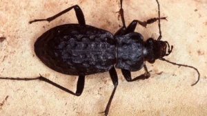 schwarzer-grubenkaefer-grubenlaufkaefer-carabus-variolosus-black-ditchbeetle-carabus-variolosus-blws.webp