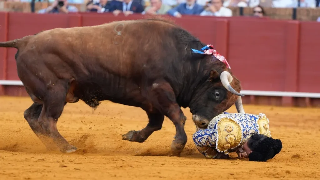 torero-morante-de-la-puebla-wird-von-einem-stier-erwischt-der-kuenstler-musste-sofort-in-eine-klinik.webp