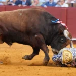 torero-morante-de-la-puebla-wird-von-einem-stier-erwischt-der-kuenstler-musste-sofort-in-eine-klinik.webp