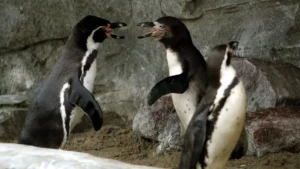 zankende-humboldtpinguine-im-zoo-am-meer-in-bremerhaven-archivbild-nach-ihnen-ist-das-neue-jva-masko.webp