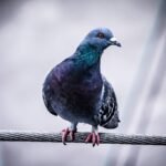 1553099248-pigeon-918848-1920.jpg