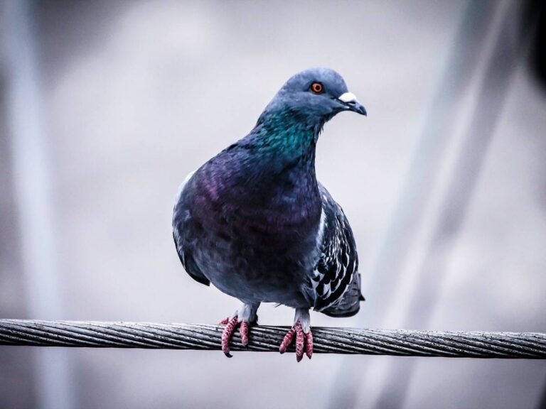 1553099248-pigeon-918848-1920.jpg