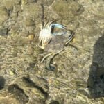 1699884285-granchio-blu.jpeg