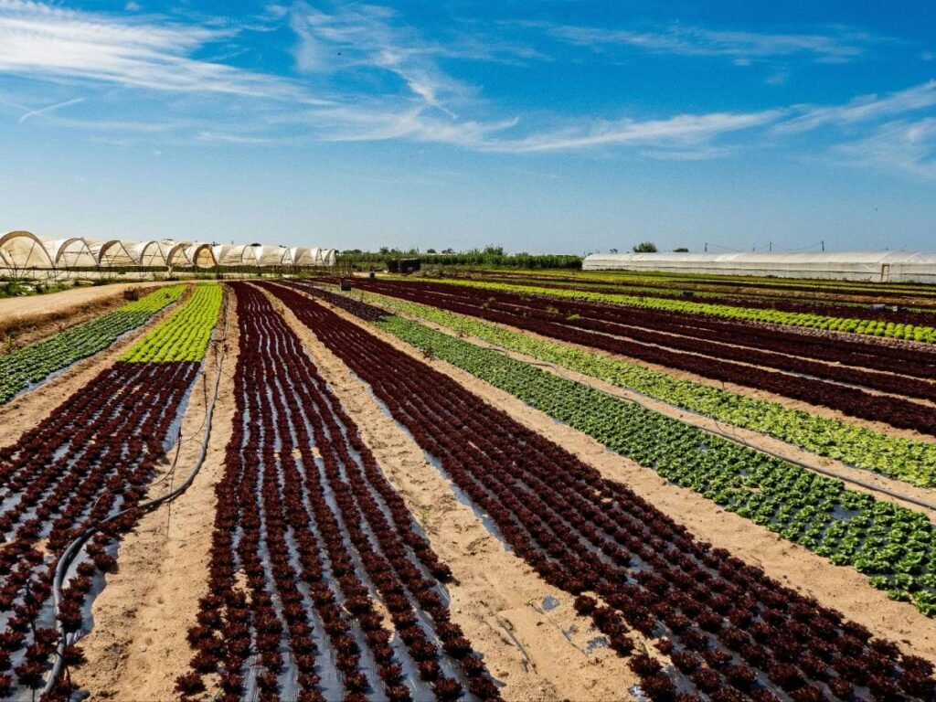 1779129951-terreno-agricolo.jpg