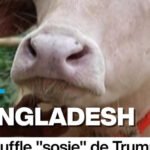 MINIA-BUFFLE-TRUMP.jpg