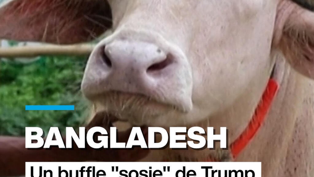 MINIA-BUFFLE-TRUMP.jpg
